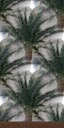 Palm wallpaper
